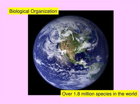 Biological Organization - ppt download