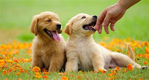 Golden Retriever Colors - The Many Gorgeous Shades of Gold