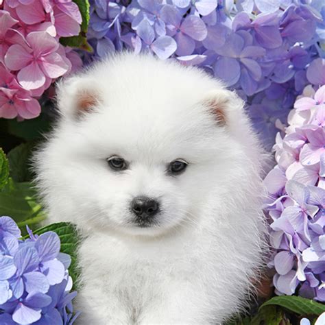 Flowers and Puppies Free Wallpaper - WallpaperSafari