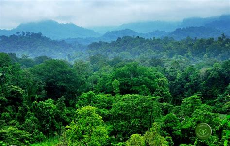 Assam : Modi Government Sells Dehing Patkai Reserve Forest - AISA