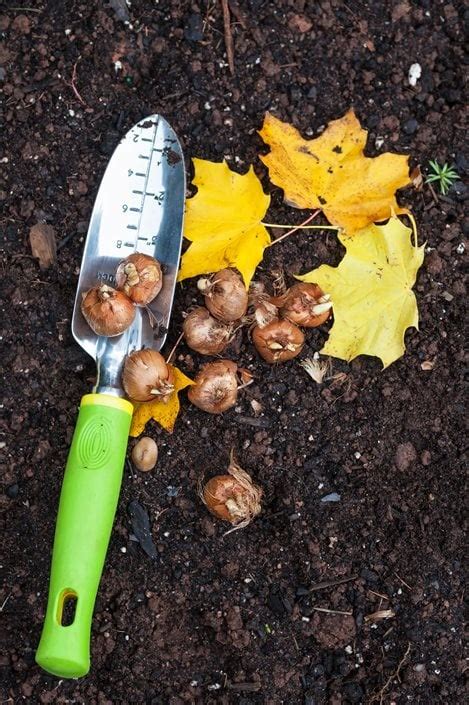 Fall Planting: What and When to Plant This Autumn | Garden Design