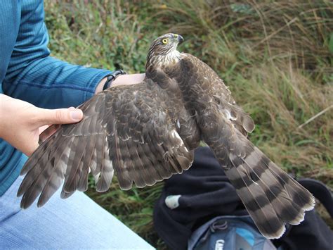 Sharp-shinned Hawk | Golden Gate National Parks Conservancy