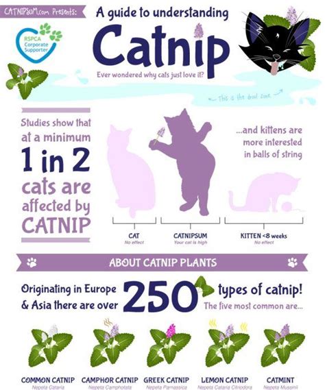 Effects Catnip Has on Cats