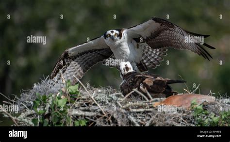 Osprey in Florida Stock Photo - Alamy