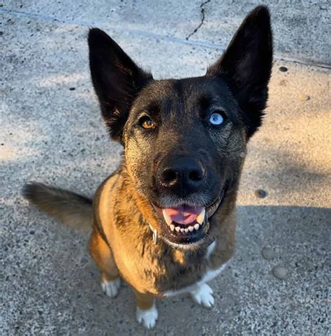 Belgian Malinois Husky Mix: A Glimpse Of The Amazing Belusky