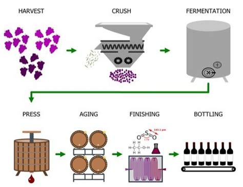 22 best images about Wine Making on Pinterest | Beer brewing, Timeline and Vineyard