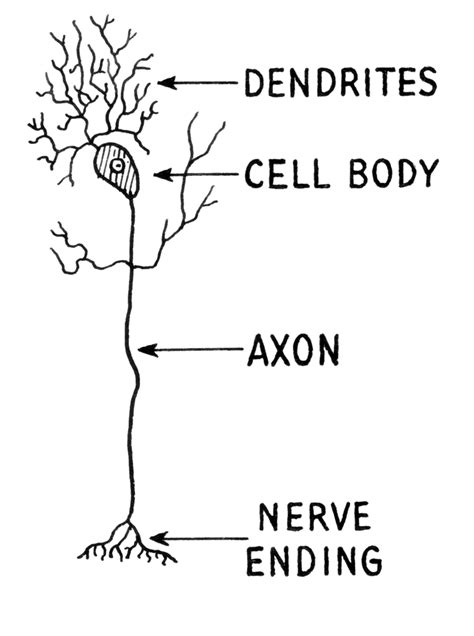 Difference Between Axons and Dendrites | Compare the Difference Between ...