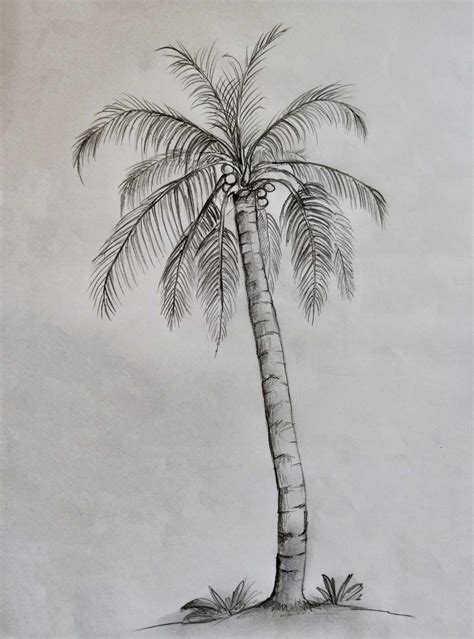 Palm Tree Drawing & Illustration Ideas - How To Draw Palm Tree? - HARUNMUDAK