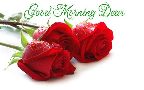 Good Morning Dear Red Roses With Water Droplets : Wallpapers13.com