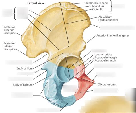 Coxal (Pelvic) bone, anterior view with labels Appendicular Skeleton