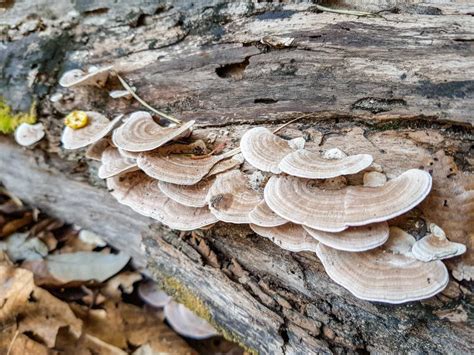 Wild Thin Plate Shaped Mushrooms Grow on Dead Tree Stock Image - Image ...