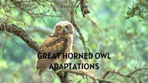 Great Horned Owl Adaptations - Survival Mesures - BirdBaron