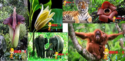 Flora Dan Fauna Endemik Indonesia