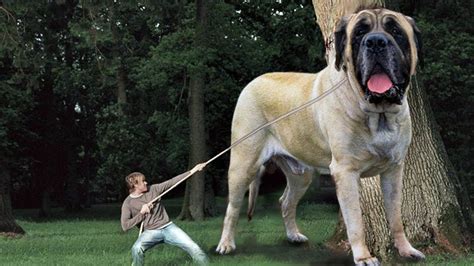 Zorba The World's Heaviest Dog - YouTube