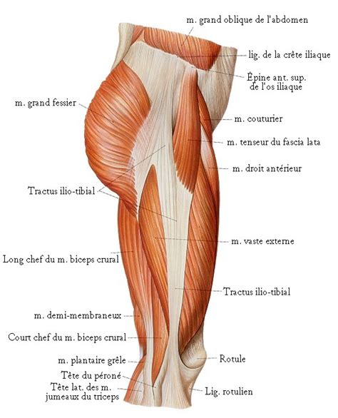 Les Muscles de la Jambe et du Pied - planches anatomiques.