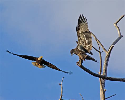 Big Baby Eagles learning to Fly! - PentaxForums.com