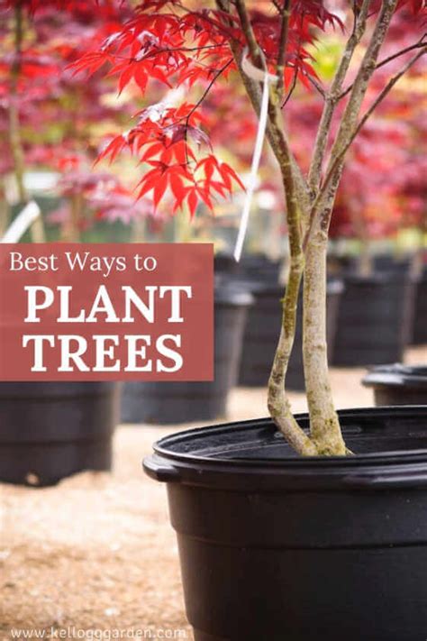 Best Ways to Plant Tree Saplings | Kellogg Garden Organics™