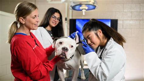 NC State: A Driving Force in Veterinary Medicine - YouTube