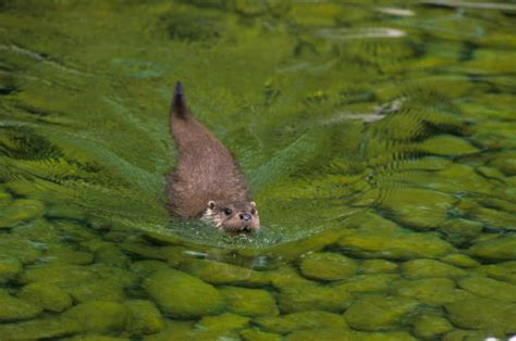 European Otter Swimming Stock Photos, Pictures & Royalty-Free Images ...