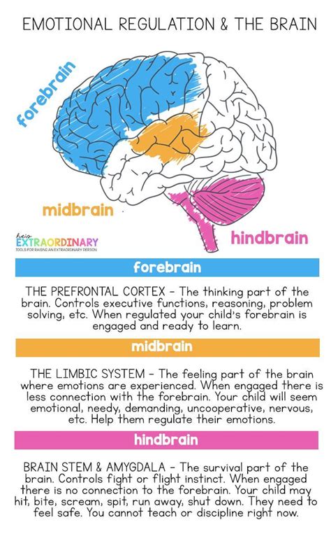 Diagram of the three regions of the brain = forebrain, midbrain, and hindbrain. Explains how ...