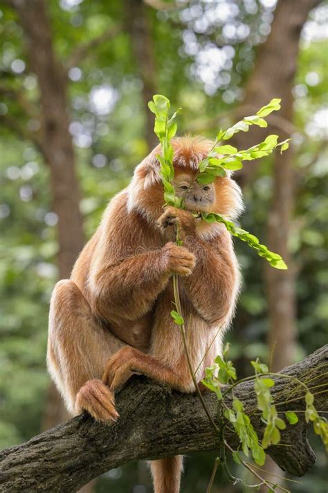 East Javan Langur - Trachypitheus Auratus in Its Natural Habitat Stock Image - Image of ...