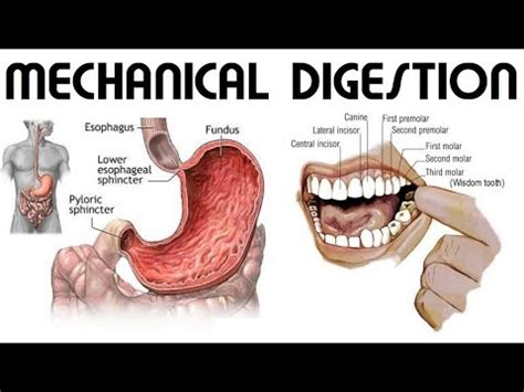 Activities of Digestion Flashcards | Quizlet