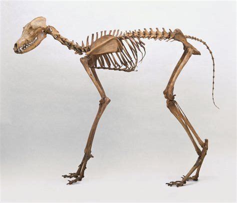 Maned wolf skeleton Más Animal Skeletons, Animal Skulls, Skeleton ...