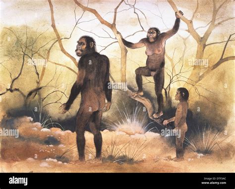 Australopithecus Afarensis High Resolution Stock Photography and Images - Alamy