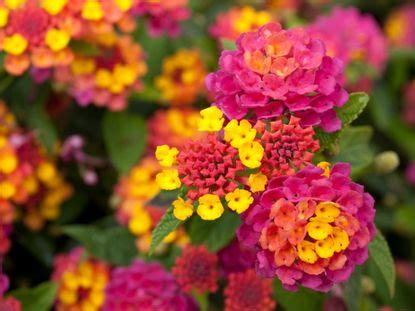 Propagating Lantana Plants - Growing Lantana Seeds And Cuttings | Gardening Know How