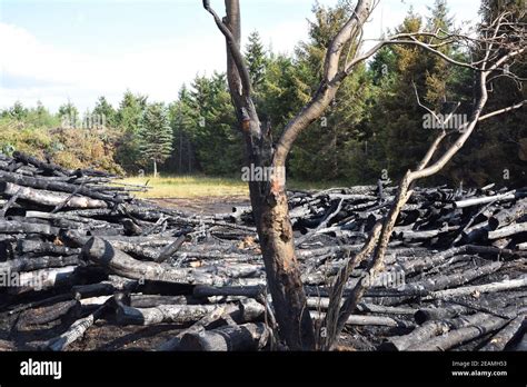 Arson on a forest edge Stock Photo - Alamy