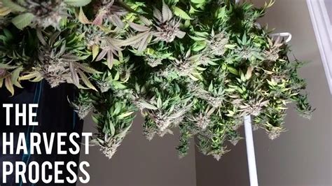 CANNABIS MARIJUANA HARVEST. PROCESS OF DRYING & TRIMMING - YouTube