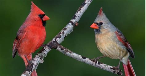 Discover the 14 Official State Animals of North Carolina ...