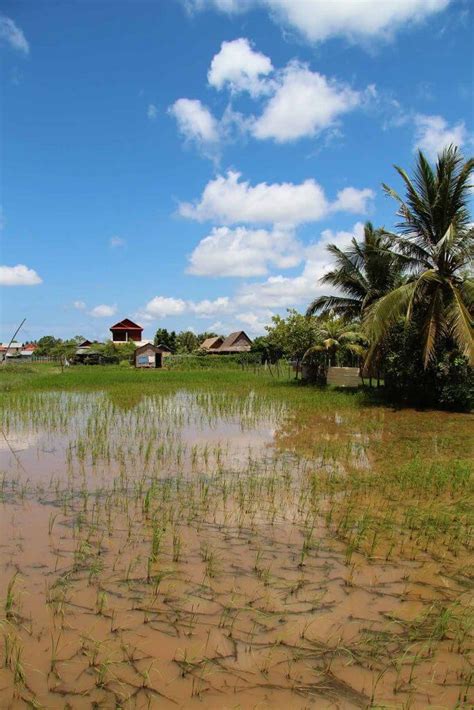 The Ricefields of Cambodia - beautiful to look at **Photostory**