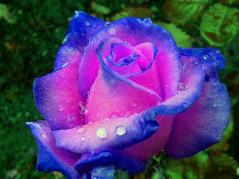 hint_of_blue. - Desktop Nexus Wallpapers | Flores bonitas, Rosas bonitas, Flores increíbles