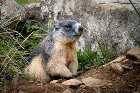 What is a Marmot | Marmot Facts for Kids - Twinkl