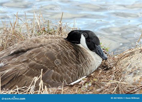 Canada goose nesting stock photo. Image of mother, chics - 4674026