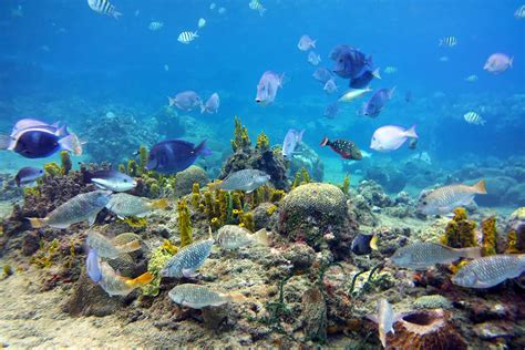 Anse Chastanet Snorkeling - What It's Like, Where To Snorkel