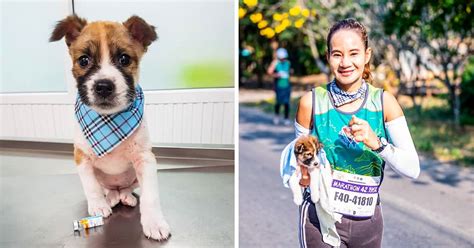 A Woman Rescues a Lost Puppy During 26 Miles Marathon, and It Turned Their Lives Around / Bright ...