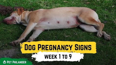 Dog Pregnancy Signs week 1 to 9 ! Pet Health - YouTube