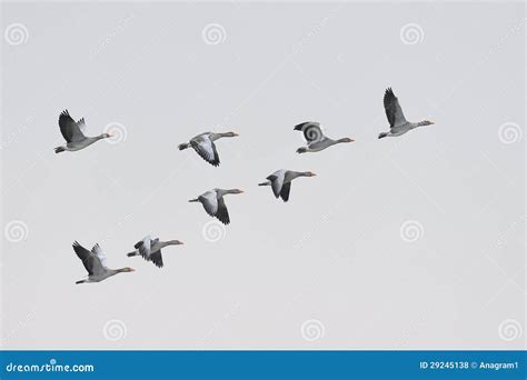 Greylag Geese migration stock photo. Image of vformation - 29245138