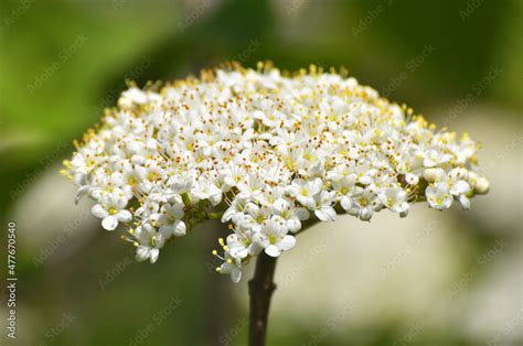 Viburnum (Viburnum lantana) blooms in spring Stock Photo | Adobe Stock