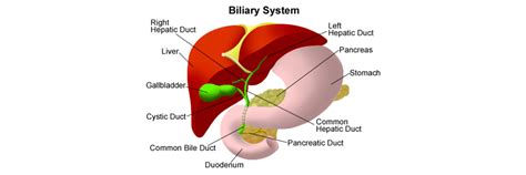 Top Centre for Cardiology | Best Cardiologists | Bandra | Holy Family Hospital