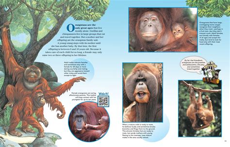 Orangutan Families - NWF | Ranger Rick