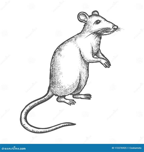 Cartoon Rat Drawing Working / Rat Drawing High Res Stock Images Shutterstock : During the mid ...