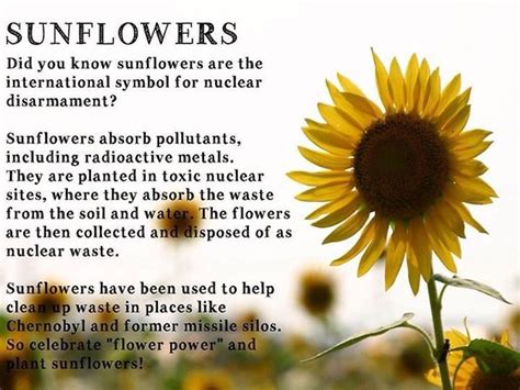 Pin by Cindy McDowell Johnson on Sunshine on a Stem | Sunflower quotes, Sunflower facts, Sunflower