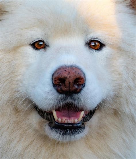 Close-Up Photo of White Samoyed · Free Stock Photo