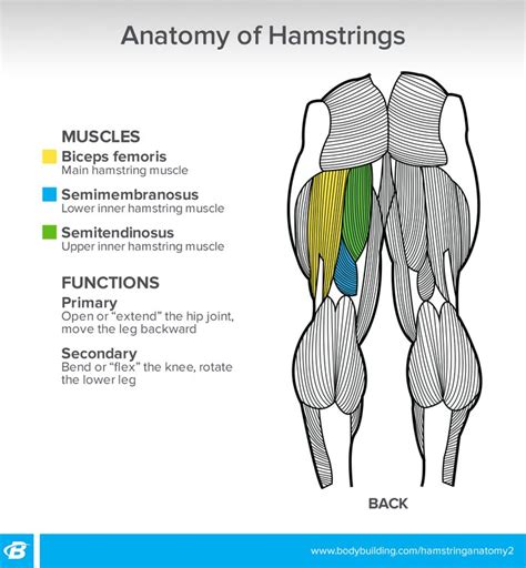 The Other Curl: Get The Most Out Of Your Hamstring Training