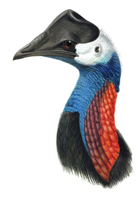 Dwarf Cassowary Photograph by Natural History Museum, London/science ...