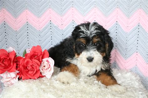 Bernedoodle Puppies For Sale - 5 Characteristics of a Reputable Breeder ...