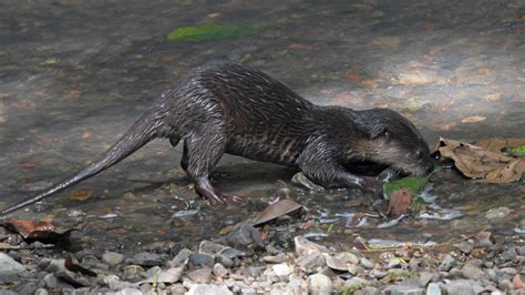 Species Spotlight: The Asian Small-Clawed Otter — A Victim of the Pet ...